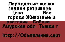 Породистые щенки голден ретривера › Цена ­ 25 000 - Все города Животные и растения » Собаки   . Амурская обл.,Тында г.